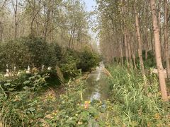 -合肥滨湖国家森林公园