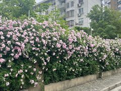 -无锡师范学校附属小学(学前街校区)