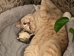 -东方名猫馆·英短金渐层布偶猫舍(环线广场1号楼店)