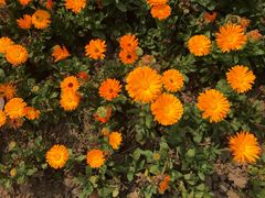 -桤木河湿地公园