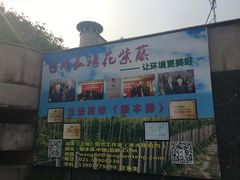 -嘉定紫藤园