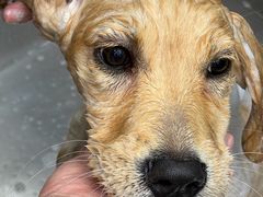 -它主义宠物(梁溪万达店)