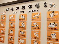 -有喵·猫咖·狗咖·30几只猫10只小狗(岗厦店)