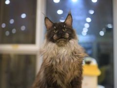 -柚子猫舍·精品猫舍购猫·猫咪认养·购宠·宠物店