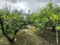 -樂桃源奉贤黄桃种植采摘基地