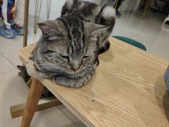 -平行世界·猫咖(首经贸店)
