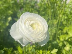 -上海鲜花港