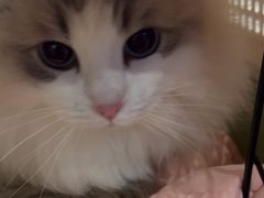 -伟伟宠物医院·瑞派猫友好医院·猫科(光谷店)