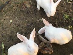 -合肥滨湖国家森林公园