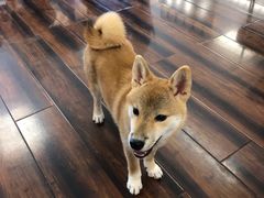 -豆柴町-柴犬主题狗咖(红鼎国际C座店)