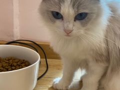 -猫咪派对(江南西店)