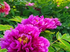 -莲花池公园