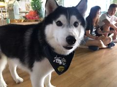 -Husky Go! 哈士奇体验馆·宠物咖啡厅狗咖