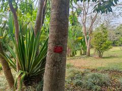 -中国科学院西双版纳热带植物园