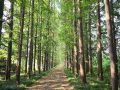 -金岛生态园烧烤露营地