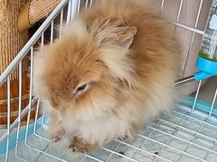 -怪兽屋·羊驼·猫咖·狗咖(俊华广场店)