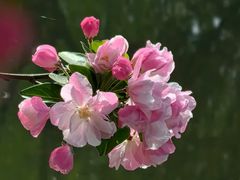 -海棠花溪(元大都城垣遗址公园)