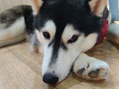 -Husky Go! 哈士奇体验馆·宠物咖啡厅狗咖