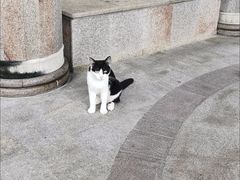 -东莞宠友24H宠物中心医院·转诊夜诊·异宠(新河北路院)