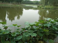 -东郊湿地公园