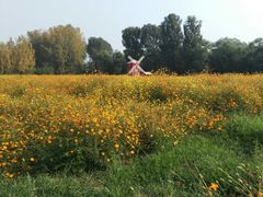 -北京东方普罗旺斯薰衣草庄园