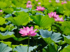 -莲花池公园