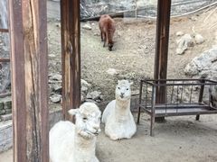 -栾川竹海野生动物园