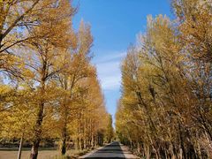 -金塔沙漠胡杨林景区