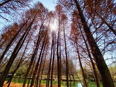 -溱湖国家湿地公园