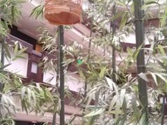 中庭的竹林鸟语花香-嘉瑞酒店有限公司