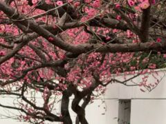 -石家庄市植物园