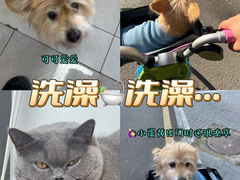 -中农大我爱我爱动物医院·核磁CT·猫病·24小时夜诊中心(石佛营店)