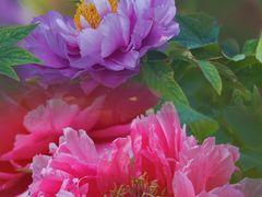 -曹州百花园