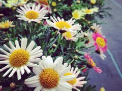 iphone_upload_pic-上海鲜花港