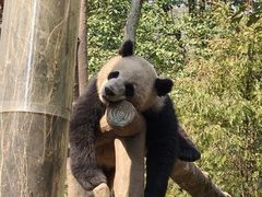 -都江堰中华大熊猫苑