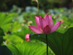-莲湖公园