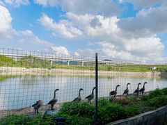 -光明小镇欢乐田园
