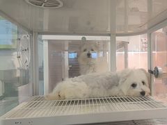 -翊宠yipet猫狗购宠庄园犬舍•猫舍