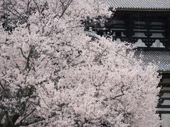 -奈良公园