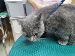 -爱侣宠医·鹦鹉专科·小型哺乳类·异宠专科(灵石路店)