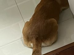 -艾贝尔宠物医院·狂犬免疫点(江山金象城店)