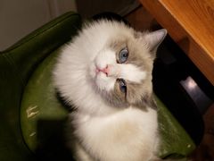 -猫小院猫主题餐厅(三里屯店)