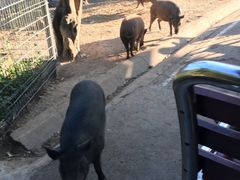 -清迈夜间动物园