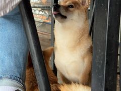 -柴犬高等学院·狗咖·柴犬售卖·宠物训练