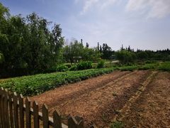 -前小桔亲子创意农场·草莓采摘·露营烧烤