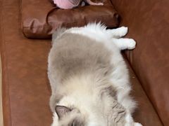 -MOCHA明星猫咖(田子坊店)