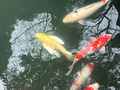 -韬光茶庵