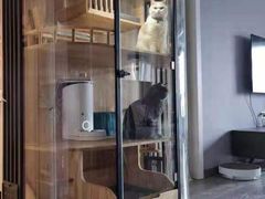 -欣宠猫屋·矮脚拿破仑·蓝金金渐层