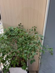 -爱儿美儿童摄影(奥森公园店)