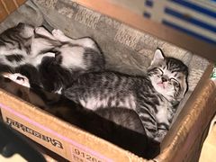 -老包炊饭